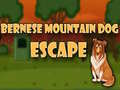 Spill Bernese Mountain Dog Escape