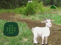 Spill Goat Find The Child