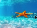 Spill Escape From Underwater Starfish