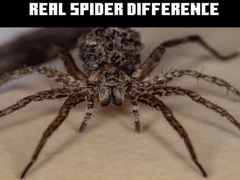 Spill Real Spider Difference