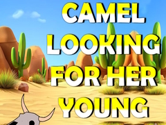 Spill Camel Looking For Her Young
