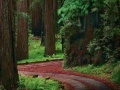 Spill Silent Hill - Room 304