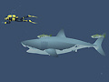 Spill Mad Shark