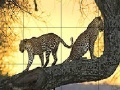 Spill Big wild cats slide puzzle